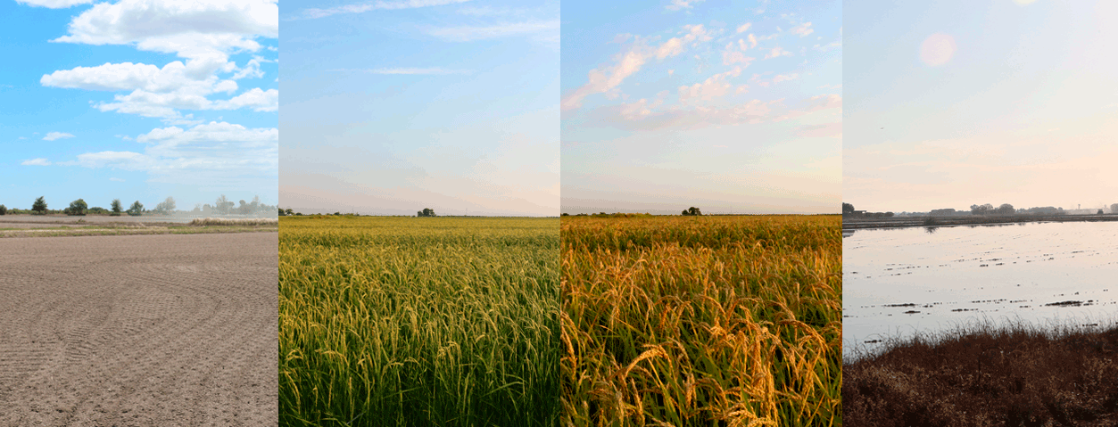 Mediterranean Quality Rice S.L.