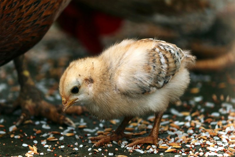 �Qu� alimento dar a tus aves de cr�a?