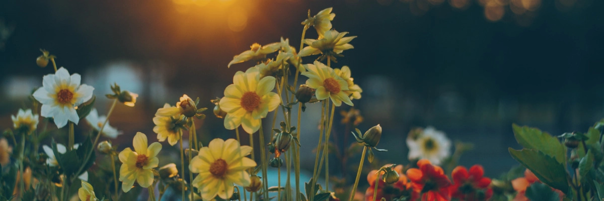 Flores para un funeral: Significado y consejos tiles