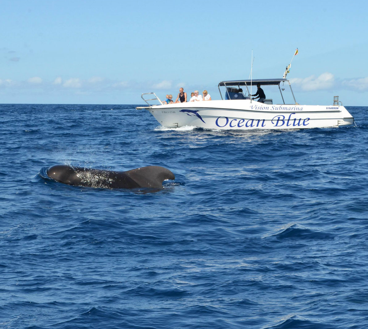 Whale Watching Tenerife