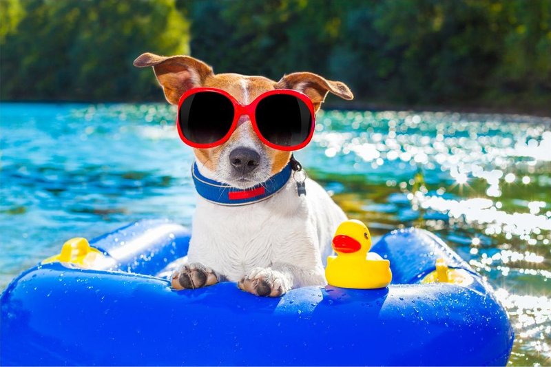 Cmo debo proteger a mi perro del calor este verano?