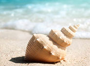 Hoteles en Canc�n